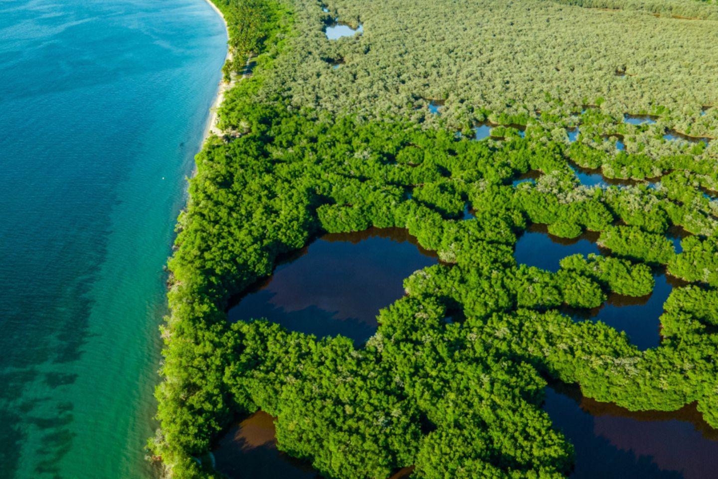 Manglar Colombiano